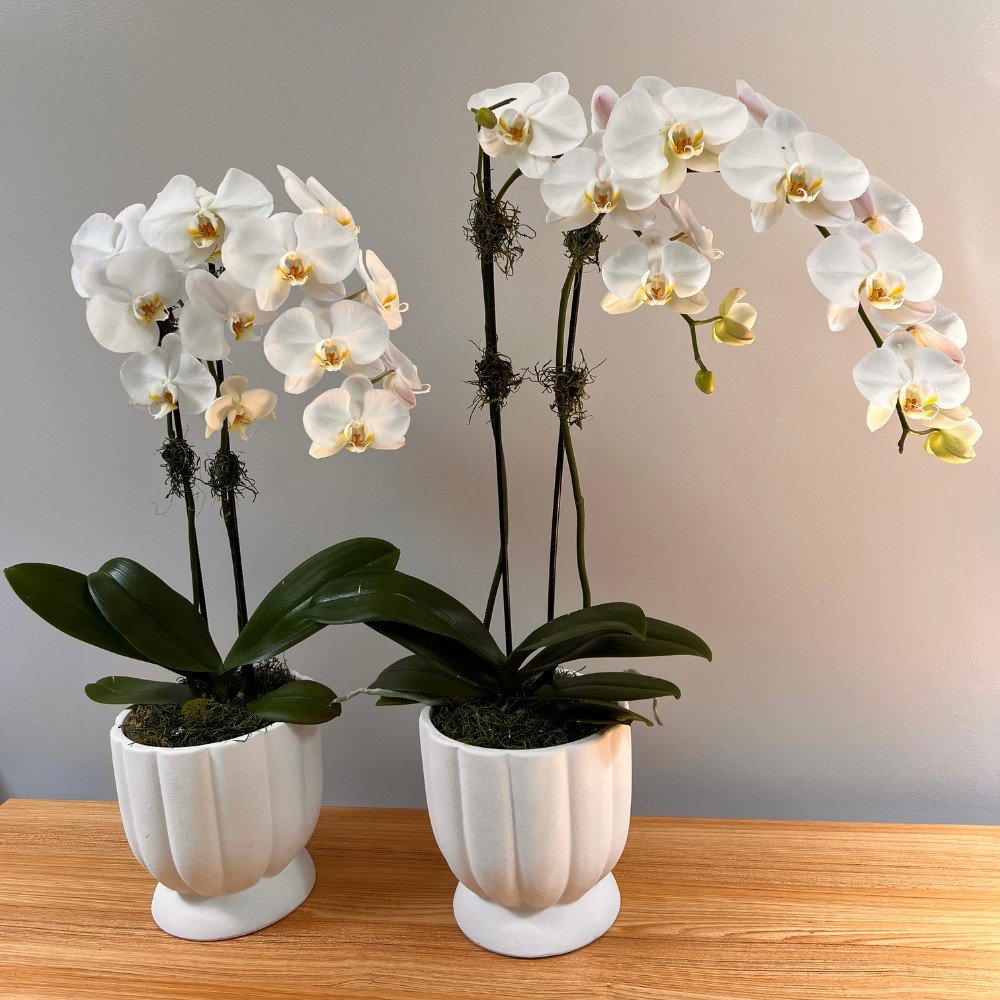 Elegant White Orchid - Image 2