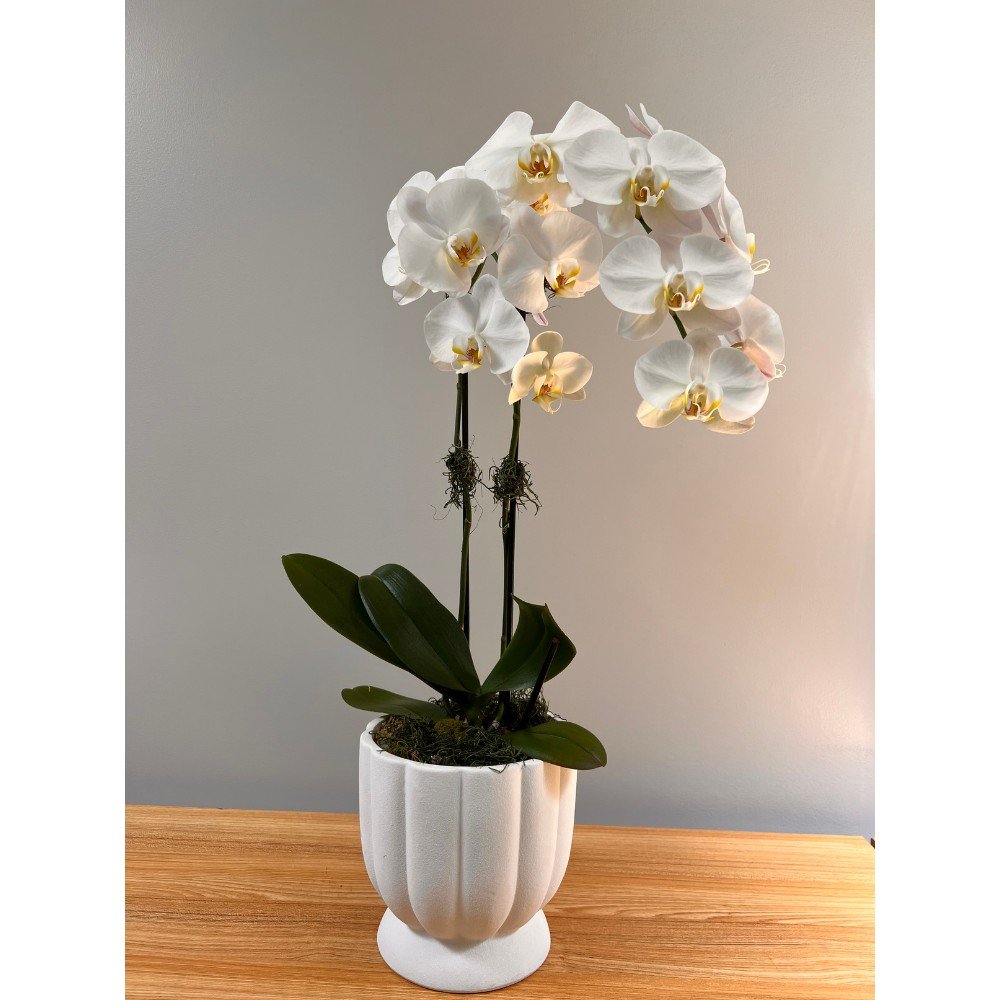 Elegant White Orchid - Image 3