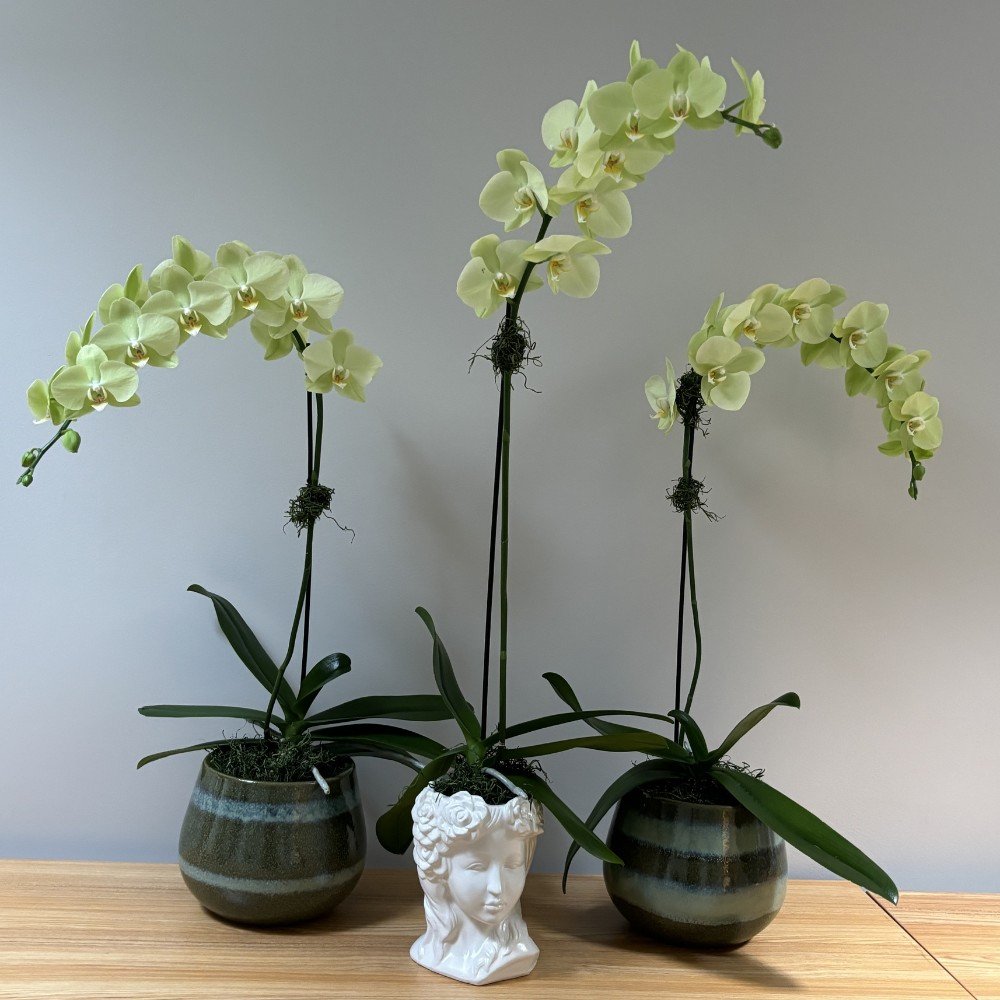 Green Phalaenopsis Orchid - Image 2