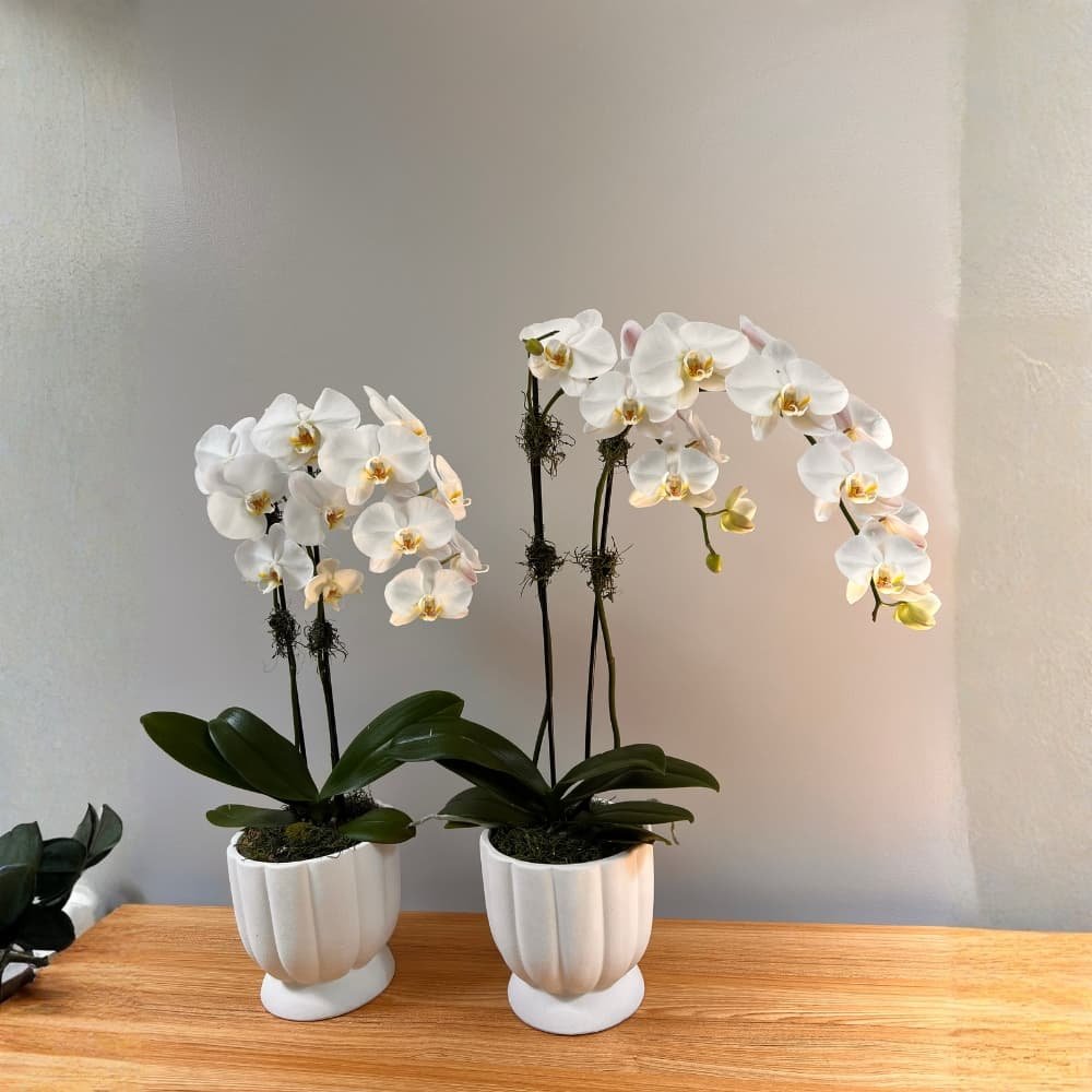 Elegant White Orchid - Image 2