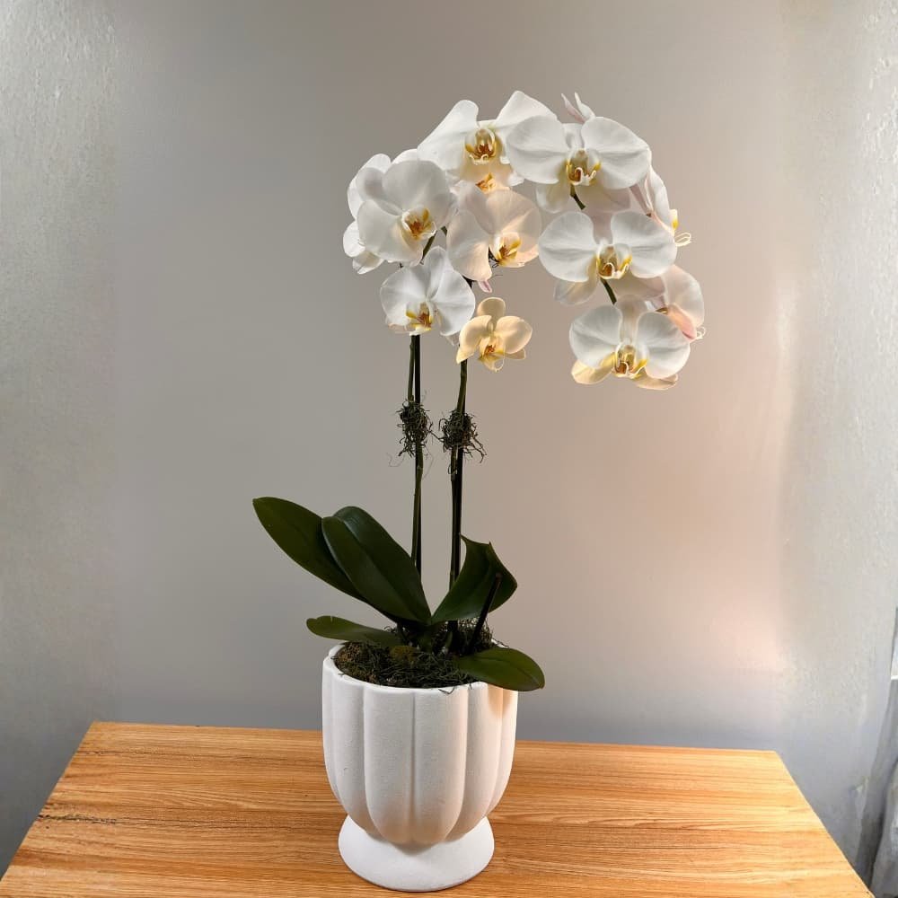 Elegant White Orchid - Image 3