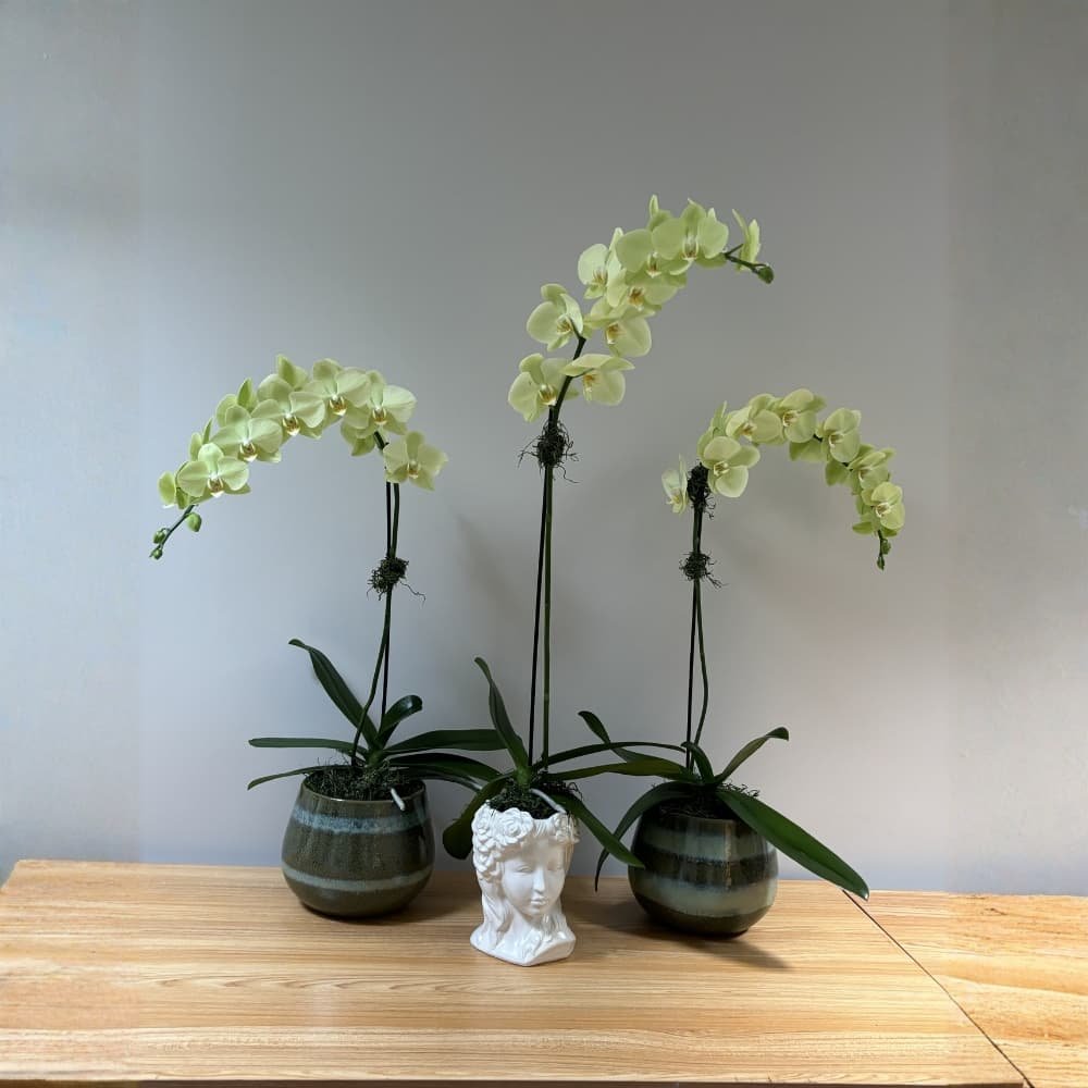 Green Orchid in a Pot - Image 2