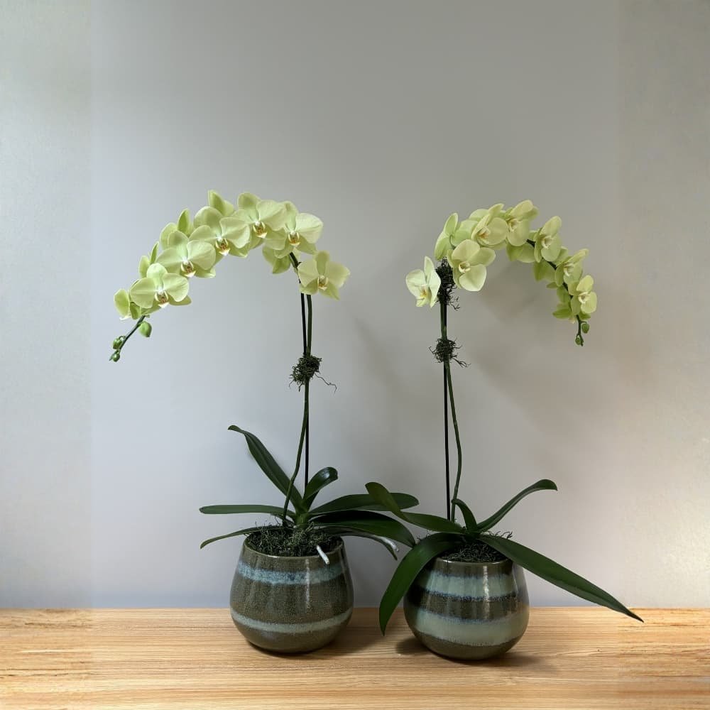Green Orchid in a Pot - Image 3