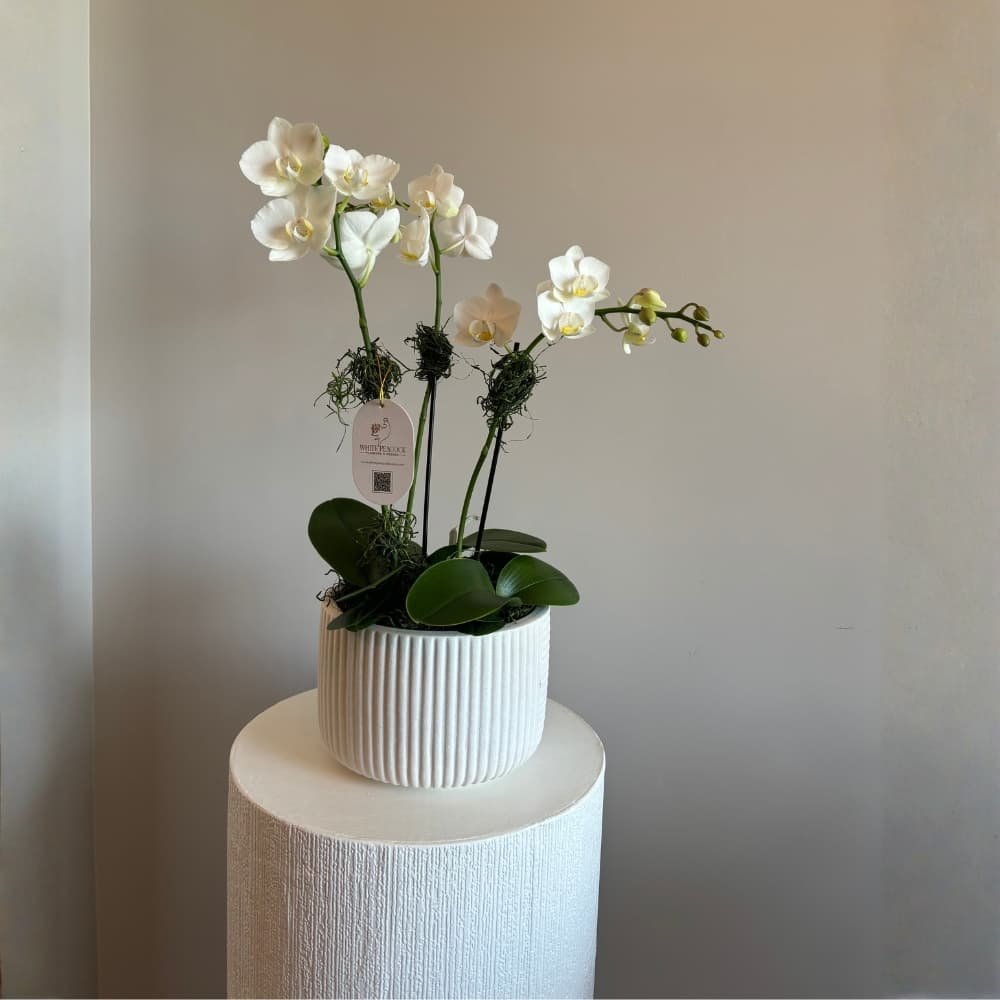 Petite White Orchid - Image 2